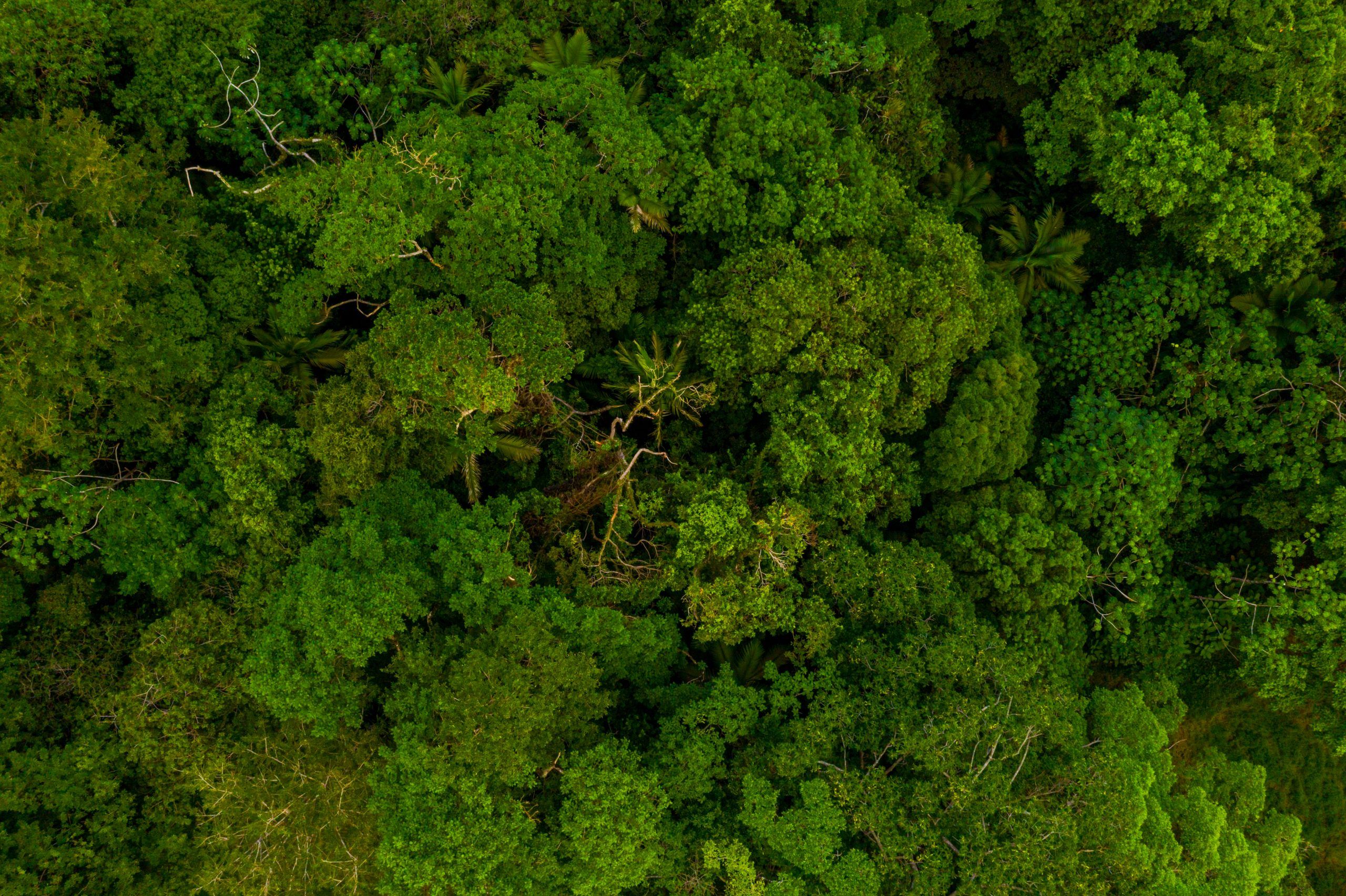 aerial-view-of-the-vibrant-green-trees-in-the-forest