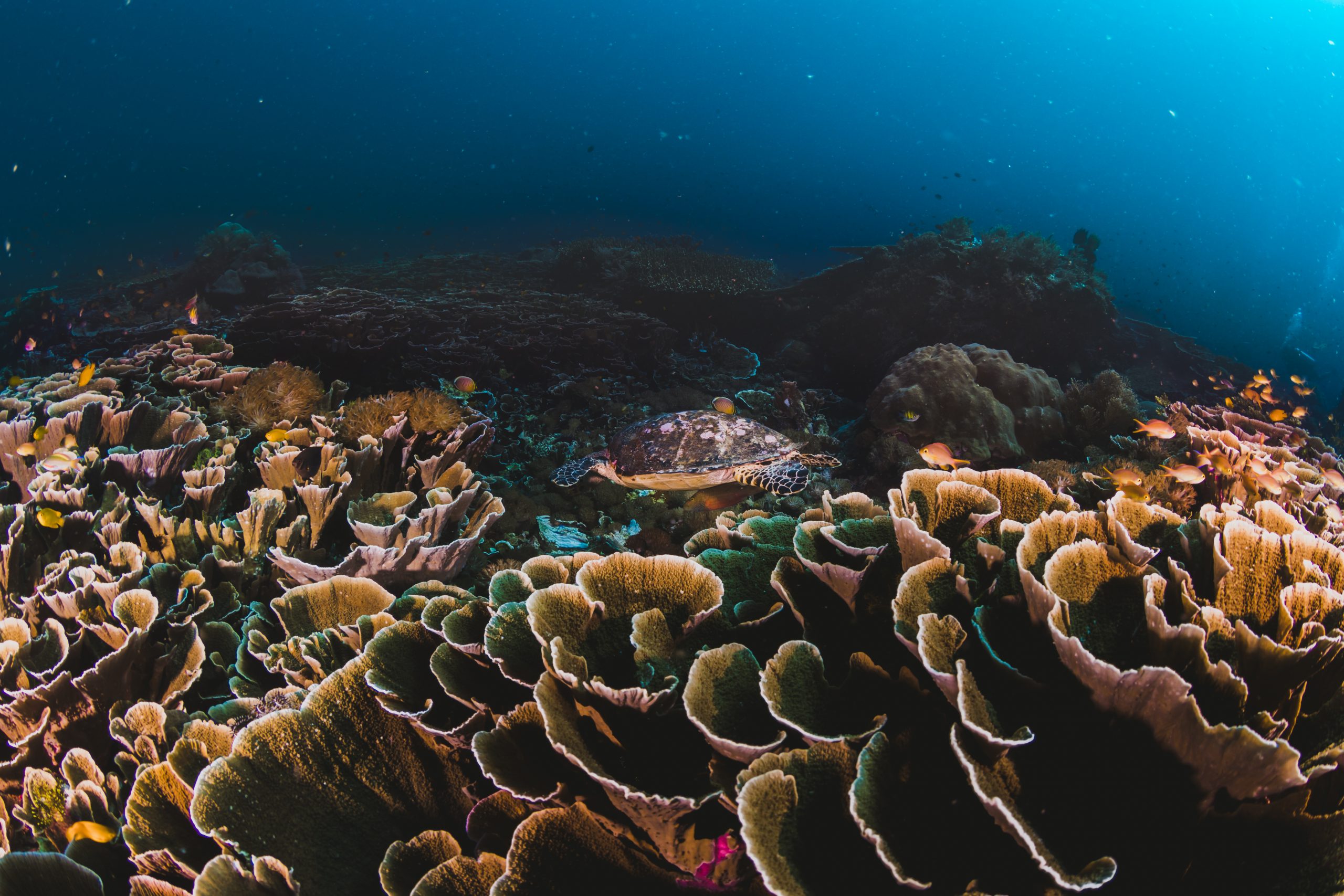 corals-and-sponges-around-a-thriving-tropical-coral-reef