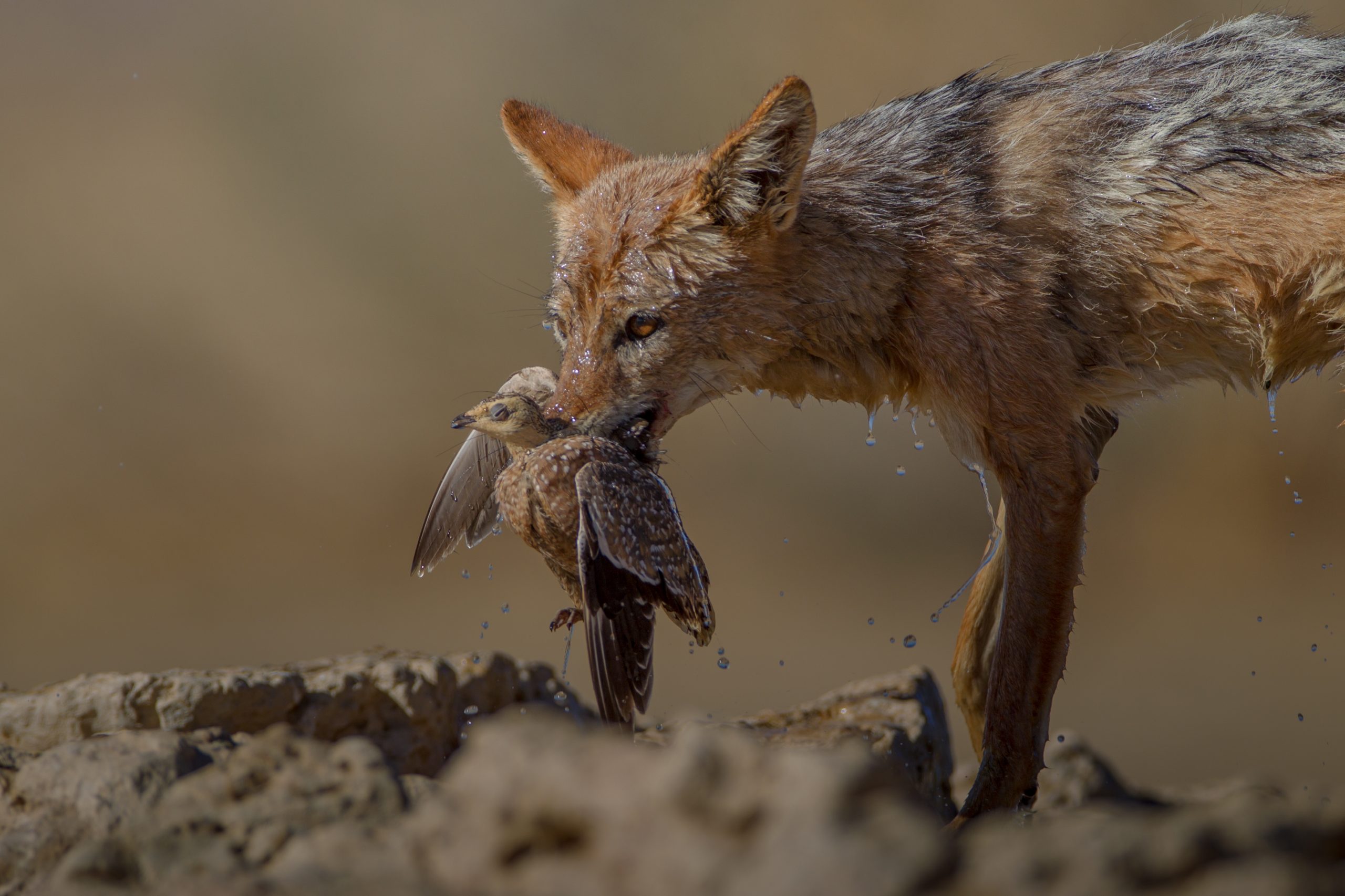 beautiful-shot-of-a-wet-sand-fox-holding-a-dead-bird-in-its-mouth